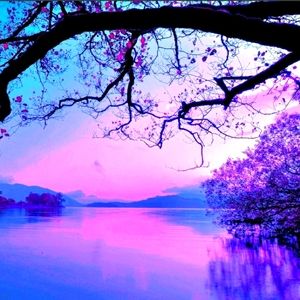 Meet your Posher, Taro